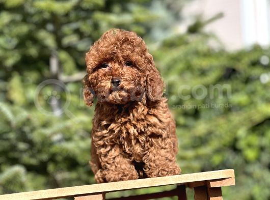 Birbirinden Güzel Toy Poodle Yavrularımız görsel