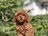 Birbirinden Güzel Toy Poodle Yavrularımız