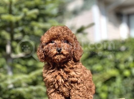 Birbirinden Güzel Toy Poodle Yavrularımız görsel
