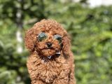 Birbirinden Güzel Toy Poodle Yavrularımız