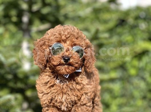Birbirinden Güzel Toy Poodle Yavrularımız görsel