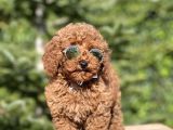 Birbirinden Güzel Toy Poodle Yavrularımız