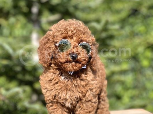 Birbirinden Güzel Toy Poodle Yavrularımız görsel