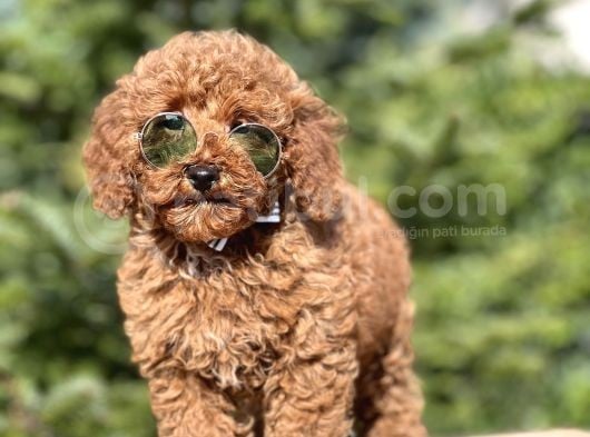 Birbirinden Güzel Toy Poodle Yavrularımız görsel