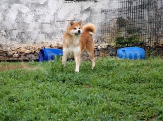Aşı Uygulamaları Tamamlanmış Irkının En İyi Örnekleri
