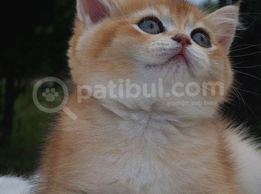 Sempatik Suratlı Ny11 Golden British Shorthair görsel