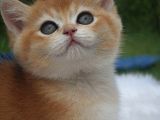 Sempatik Suratlı Ny11 Golden British Shorthair