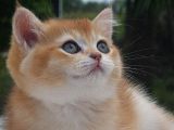 Sempatik Suratlı NY11 Golden British Shorthair