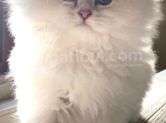 Bomba Güzellik Silver British Long Hair görsel