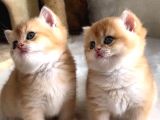 British Shorthair Golden Ny11-Ny12 Yavrular