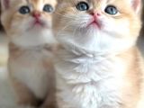 British Shorthair Golden Ny11-Ny12 Yavrular
