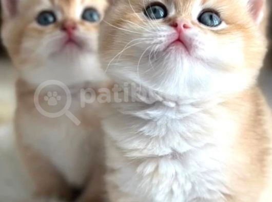 British Shorthair Golden Ny11-Ny12 Yavrular görsel