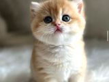 British Shorthair Golden Ny11-Ny12 Yavrular