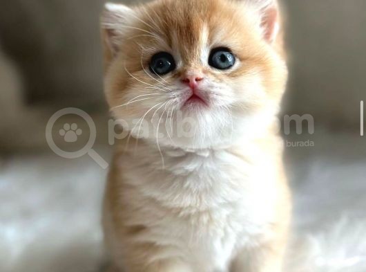 British Shorthair Golden Ny11-Ny12 Yavrular