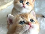 British Shorthair Golden Ny11-Ny12 Yavrular
