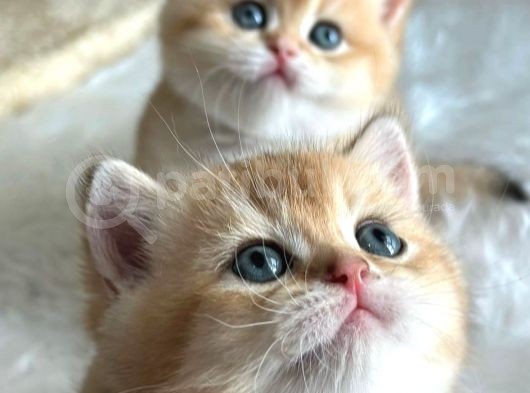 British Shorthair Golden Ny11-Ny12 Yavrular görsel