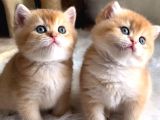 British Shorthair Golden Ny11-Ny12 Yavrular