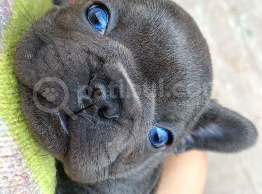 Egzotik Blue French görsel