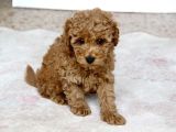 0 numara erkek toy poodle yavrumuz