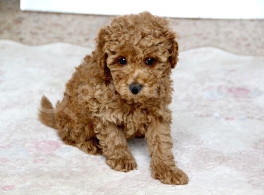 0 Numara Erkek Toy Poodle Yavrumuz