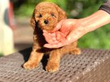 Scrli Toypoodle Yavrular