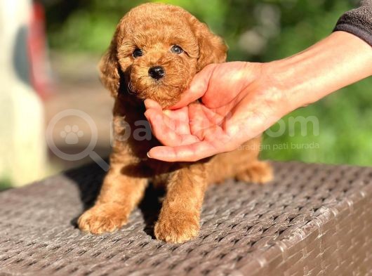 Scrli Toypoodle Yavrular görsel