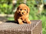 Scrli Toypoodle Yavrular