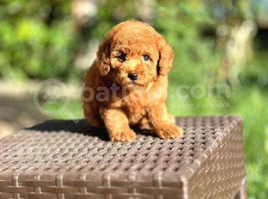 Scrli Toypoodle Yavrular görsel
