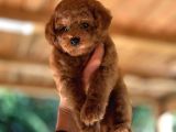 Scrli Toypoodle Yavrular