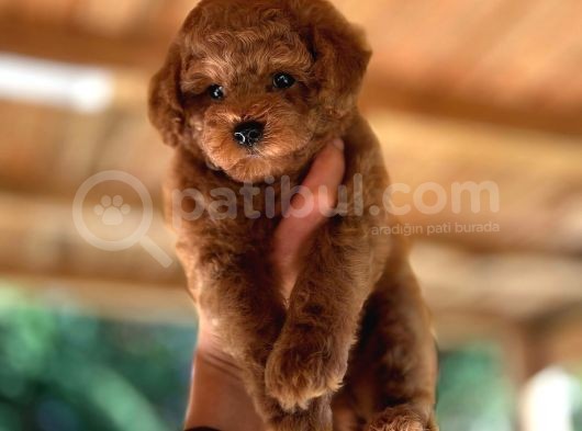 Scrli Toypoodle Yavrular görsel