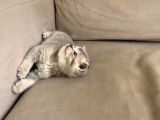British Shorthair Erkek Yavru Kedim Yeni Yuvasını Arıyor