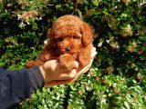 Scrli Toypoodle Yavrular