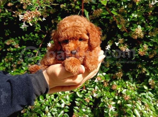 Scrli Toypoodle Yavrular görsel
