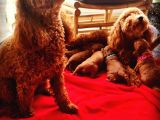 EV BAKIMI ANNE YANINDA RED BROWN TOY POODLE
