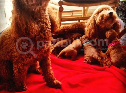 Ev Bakimi Anne Yaninda Red Brown Toy Poodle