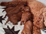 Ev Bakimi Anne Yaninda Red Brown Toy Poodle