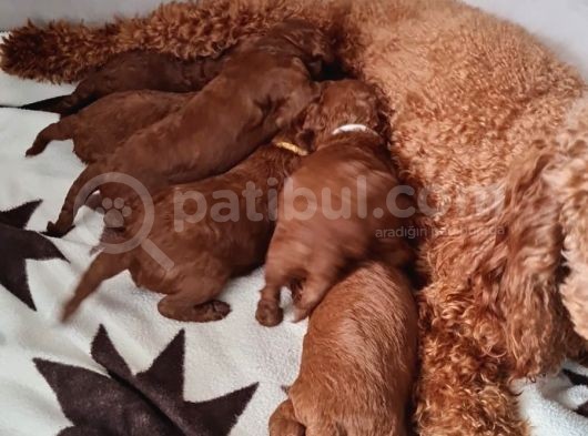 Ev Bakimi Anne Yaninda Red Brown Toy Poodle görsel