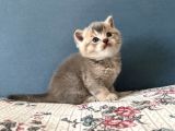 British Shorthair Erkek Yavru Kedim Yeni Yuvasını Arıyor