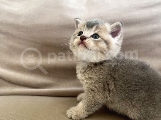 British Shorthair Erkek Yavru Kedim Yeni Yuvasını Arıyor görsel