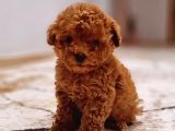 Red Brown PoodleBebeğim