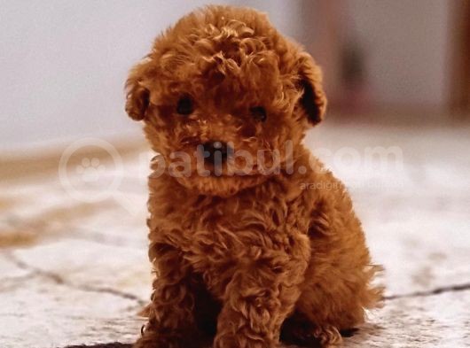Red Brown Poodlebebeğim