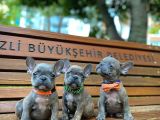 FRENCH BULDOG YAVRULAR