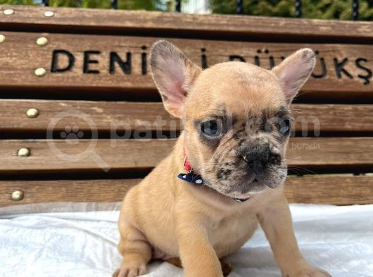 French Buldog Yavrular görsel
