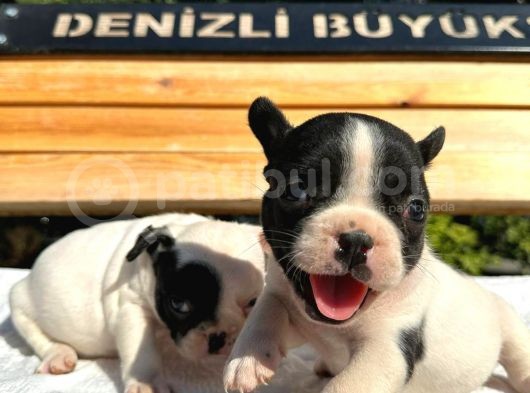 French Buldog Yavrular görsel