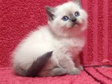 A Kalite Kusursuz Güzellikte British Shorthair Yavrumuz Son 1 Disi