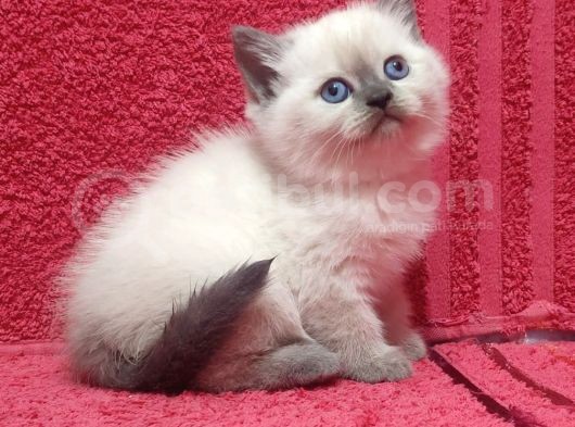 A Kalite Kusursuz Güzellikte British Shorthair Yavrumuz Son 1 Disi görsel