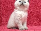 A Kalite Kusursuz Güzellikte British Shorthair Yavrumuz Son 1 Disi