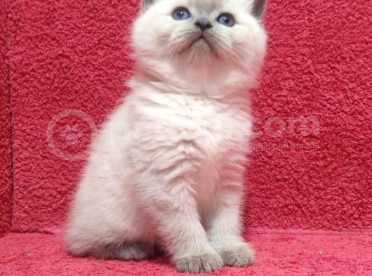 A Kalite Kusursuz Güzellikte British Shorthair Yavrumuz Son 1 Disi görsel