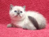 A Kalite Kusursuz Güzellikte British Shorthair Yavrumuz Son 1 Disi