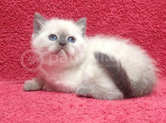 A Kalite Kusursuz Güzellikte British Shorthair Yavrumuz Son 1 Disi görsel